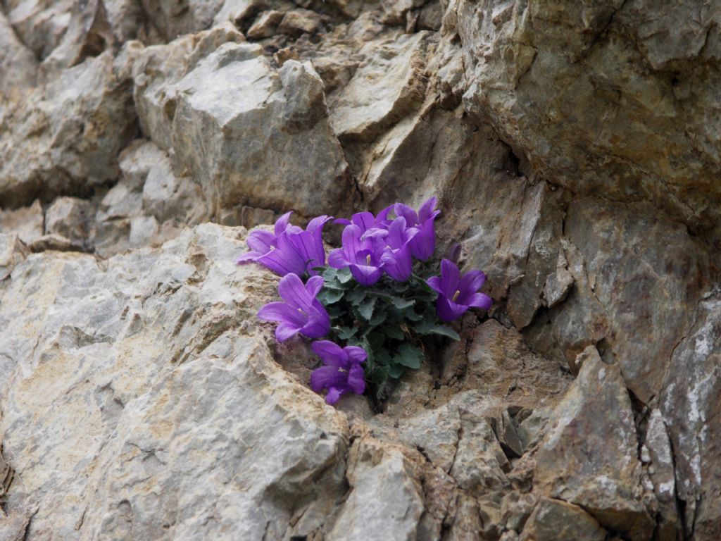 Campanula morettiana